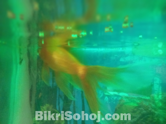 Aquarium Fish